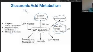 Synthesis and function of glucuronic acid USMLE step1 [upl. by Elane]