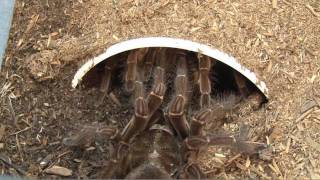 Goliath Birdeating Spider Breeding [upl. by Anirroc583]