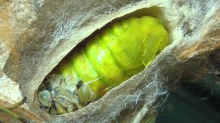 A Moth Lifestyle Pupation Process [upl. by Flan632]