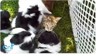 Dog Pile on Cat  When Puppies Attack [upl. by Helbonnah]