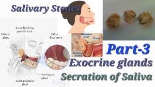 Salivary Gland stone l Anotamy and Physiology l Treatment of Stones l Exocrine Glands l Part3 Hindi [upl. by Aicilat847]