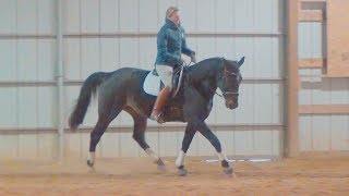 Standardbred Dressage Wattson 112018 [upl. by Cunningham]