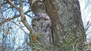 The Bird That Looks Like a Tree  Tawny Frogmouth World Wildlife Day 2021 [upl. by Inilahs141]