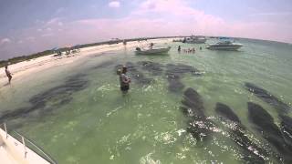 Herd of Manatees Memorial Day 2014 [upl. by Dehsar478]