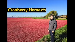 Cranberry Harvests Richmond BC [upl. by Dupin143]