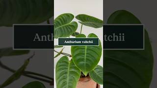 Care tips for Anthurium veitchii the King Anthurium 🪴🤴 shorts plants anthurium soltech [upl. by Pilloff]