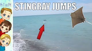 Stingray Jumps Out of the ocean Water [upl. by Utas]