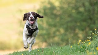 The Incredible Capabilities of English Springer Spaniels in Medical Assistance [upl. by Benisch622]