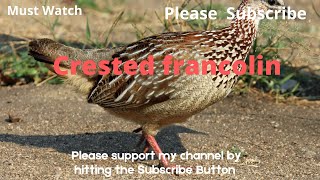 Crested Francolin Calling  Crested Francolin sound  birds sounds StunningAudioCuesFX [upl. by Vida]