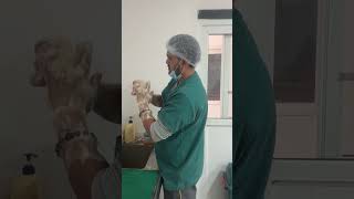 Surgical hand antisepsis surgeon follow protocol surgeryday vetlife vetvlogs animaldoctor [upl. by Lerraf486]