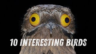 10 Amazing Birds You Need to Know About The Most Interesting Birds [upl. by Hurlow]