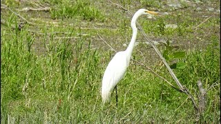 Grande aigrette [upl. by Perkins134]