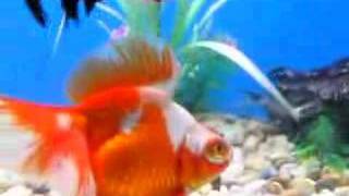 Show Quality For Sale Goldfish [upl. by Akimrej]