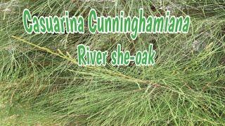 🌿🌿🌱Casuarina Cunninghamiana  River Sheoak  Description [upl. by Norrehc]