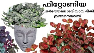 ഫിറ്റോണിയ ഇങ്ങനെ വളർത്തിനോക്ക് fittonia plant care in malayalam  fittonia plant care 2024 [upl. by Ecnirp388]