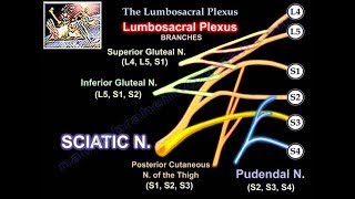 Lumbosacral Plexus  Everything You Need To Know  Dr Nabil Ebraheim [upl. by Tani]