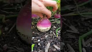 how to compost food waste and use the compost for gardening homecompost harvharvesting [upl. by Codie]