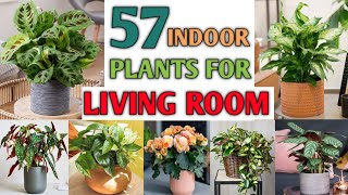 57 Indoor Plants for Living Room  Best Indoor Plants for Drawing Room  Plant and Planting [upl. by Eudocia744]