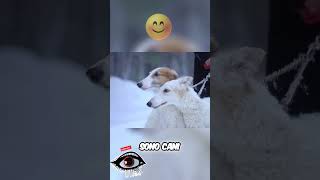 Vi racconto il Levriero🐶✨🐾🫠 shortvideo cane levriero cani animale animali velocita purezza [upl. by Dynah214]