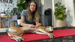 How to test for patella luxation in dogs [upl. by Nnaylrebmik]