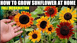 How To Grow Sunflower At Home  Seed to Flower [upl. by Towney926]