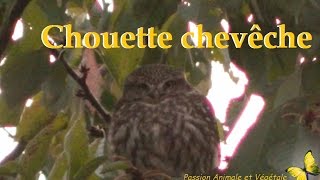 La chouette chevêche je lai suivi pendant 3 semaines [upl. by Moran]