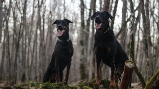 Une journée avec mes beaucerons [upl. by Chenee597]