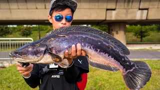 Snakehead Fishing Singapore  The Toman Hunt [upl. by Furiya]