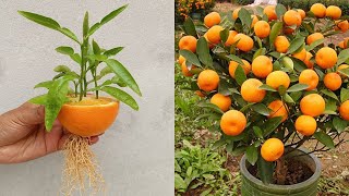 Best way to grow orange tree from orange  grow orange 🍊🍊 [upl. by Esinev667]