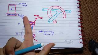 Septum Formation in Truncus Arteriosus and conus cordis l Development of vessels amp Semilunar valves [upl. by Bowe]