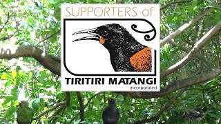 Why Is Tiritiri Matangi So Special [upl. by Lancelle]