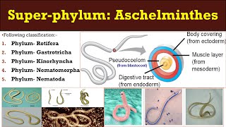 Aschelminthes  Super phylum  Aschelminthes  General characters and classification Aschelminthes [upl. by Lonna12]