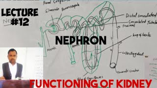 functioning of kidneynephronurinary systembiologylecture 12 anatomy [upl. by Garner]