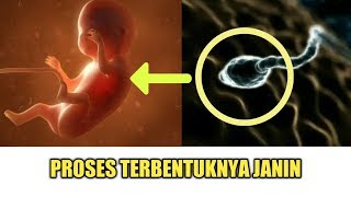 Proses Lengkap Terjadinya Kehamilan dari Sel Telur Sampai Jadi Janin Fertilization [upl. by Alonso]