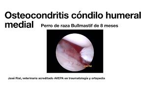 Osteocondritis en codo perro Artroscopia [upl. by Esimehc]