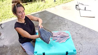 How To DEBONE  Stuff a FLOUNDER Catch Clean  Cook [upl. by Enylodnewg]