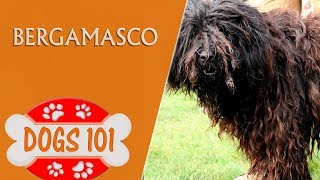 Dogs 101 Bergamasco  Top Dog Facts About the Bergamasco [upl. by Aleedis980]