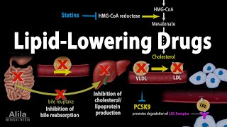 Pharmacology Lipid Lowering Drugs Animation [upl. by Nivled394]