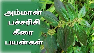 அம்மான் பச்சரிசி கீரை பயன்கள்  AMMAAN PACCHARISI IN TAMIL EUPHORBIA HIRTA [upl. by Britteny]