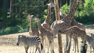 Burgers Zoo  Dierentuin Burgers Zoo [upl. by Hairakcaz]