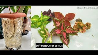 How to Grow Coleus in Water  coleus plant care  coleus plant [upl. by Keri838]