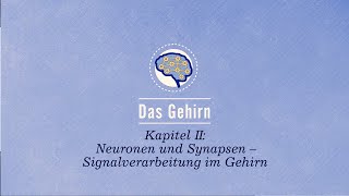 Das Gehirn Neuronen und Synapsen – Signalverarbeitung im Gehirn [upl. by Valerle]