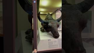 50000 years old Bison 🦬 shorts bison viralshorts amazingfacts since dinosaur [upl. by Neall]