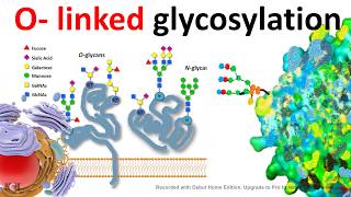 O Linked glycosylation [upl. by Ihpen]