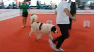 World Dog Show Milano 2015  Breed TornjakBosnia [upl. by Pauletta]