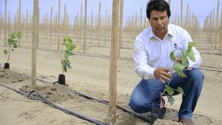 CEBOLLAS COMO SEMBRAR PLANTAR Y CULTIVAR CON ÉXITO CEBOLLAS DE TODO TIPO [upl. by Berton242]