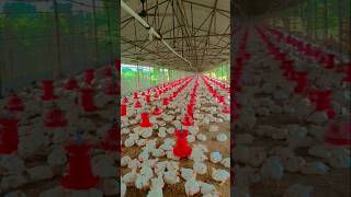 Mera boiler murgi ka form🐔vital shortvideo boilermurgi chicken [upl. by Uticas]