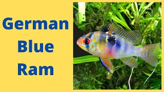 German Blue Ram Care Guide [upl. by Jemima]