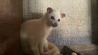 Cute But Deadly Weasel At The Animal Market [upl. by Am]