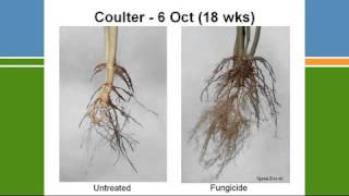 GRDC Grains Research Updates 2223 February 2012 Southern Region Adelaide SA Alan McKay [upl. by Olotrab]